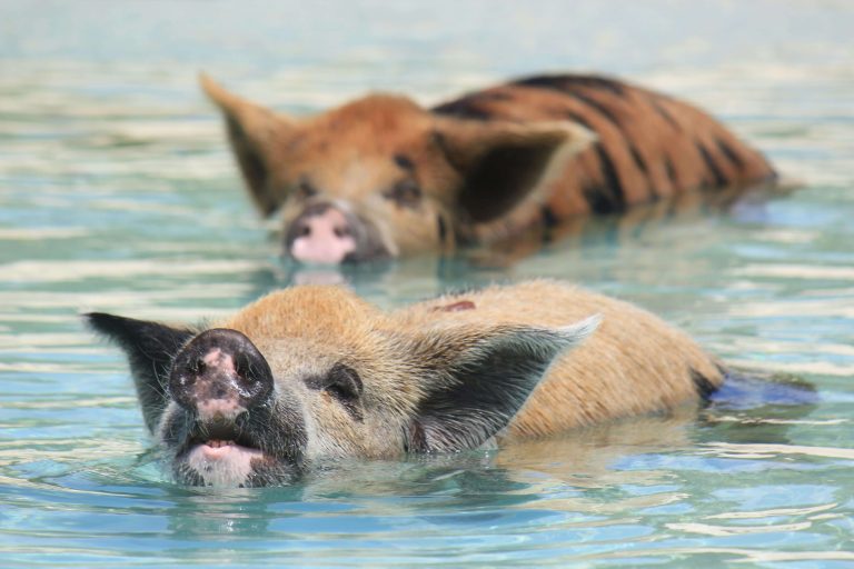 Bahamas Pig Excursion